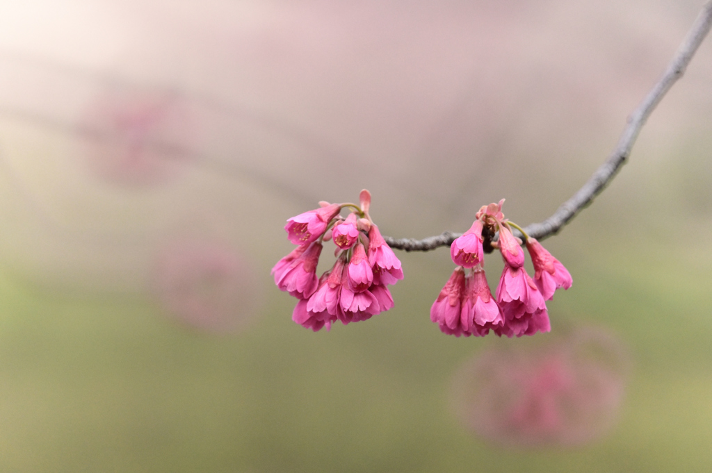 寒緋桜