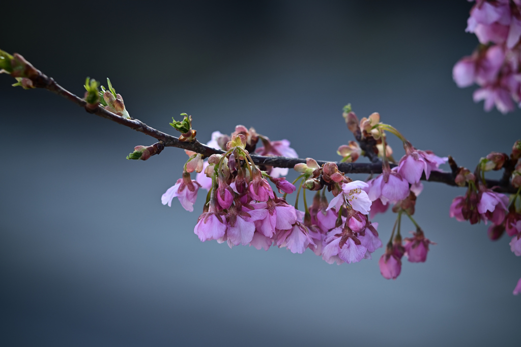 河津桜 (平成31年)