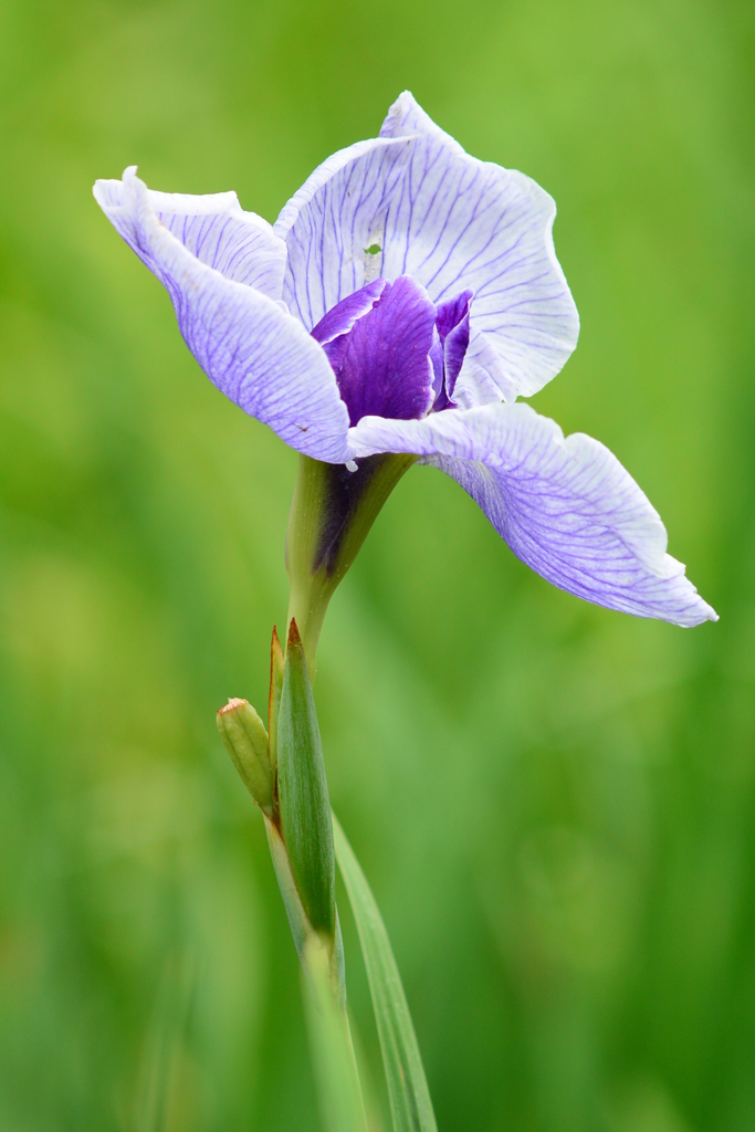 花菖蒲