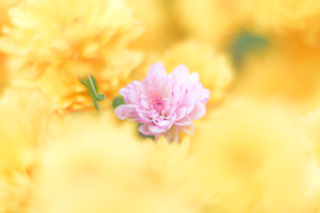 菊