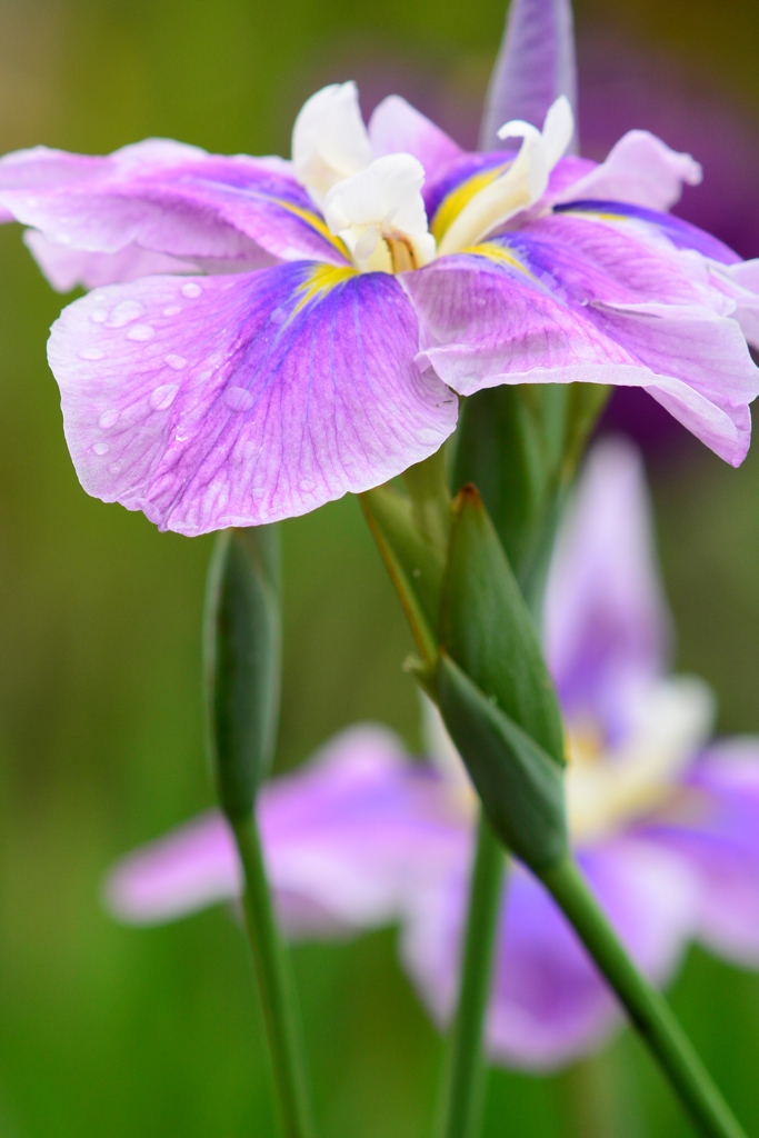 花菖蒲