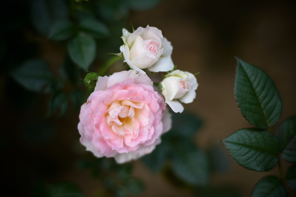 ミニ薔薇