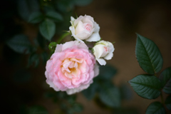 ミニ薔薇
