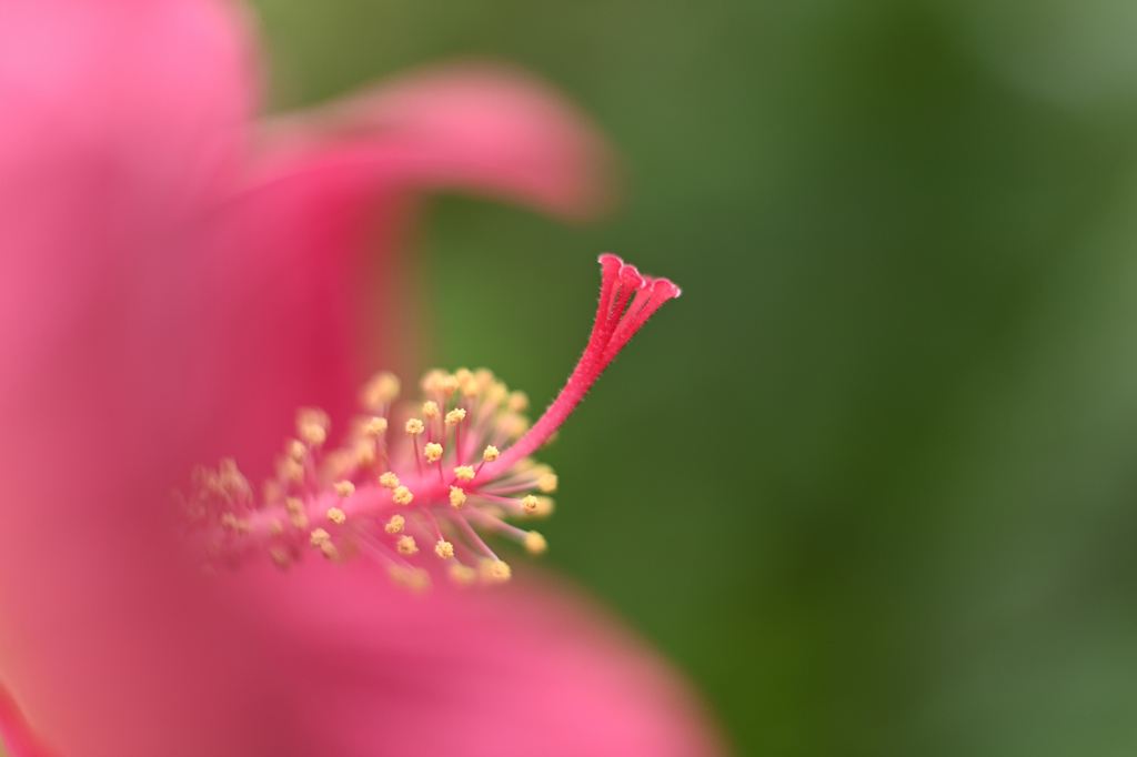 夏に咲く