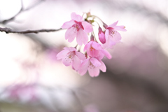 雅桜