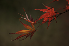 紅葉  2018