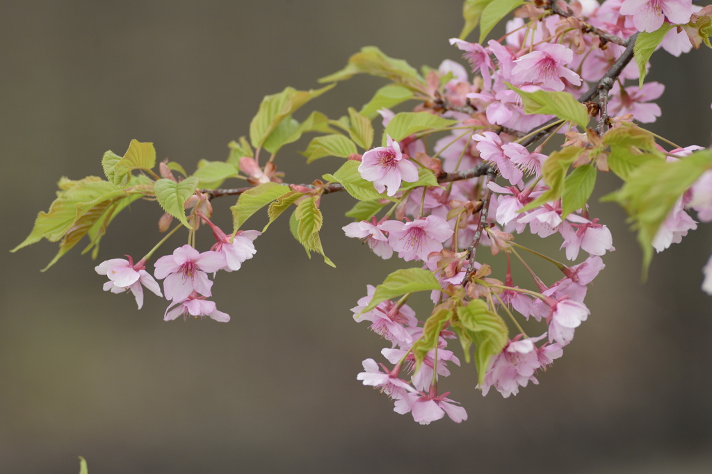 河津桜