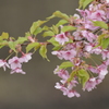 河津桜