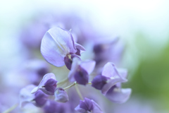 藤の花 2025