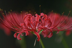 曼珠沙華