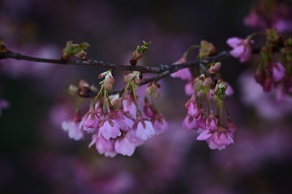 河津桜 2019