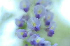 藤の花