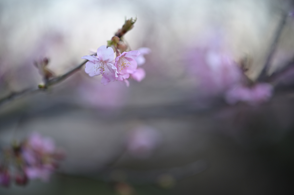 河津桜⑤