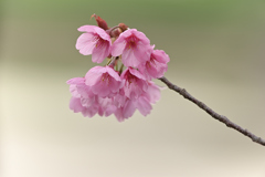 横浜緋桜