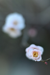 白梅  2019