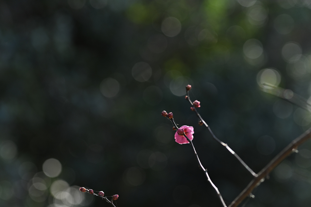 紅梅