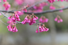 寒緋桜