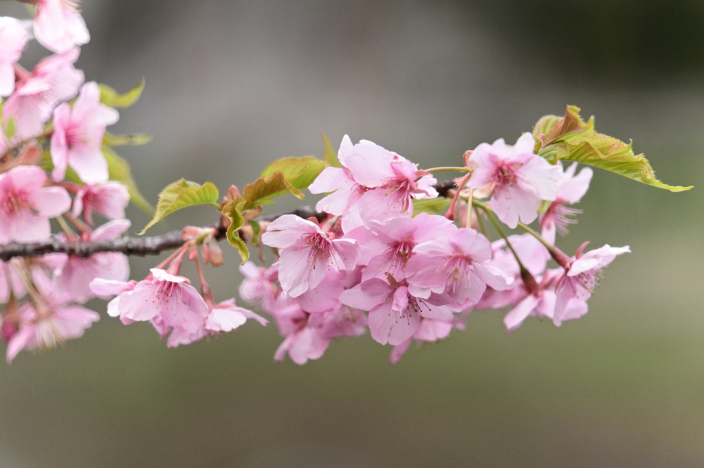 河津桜