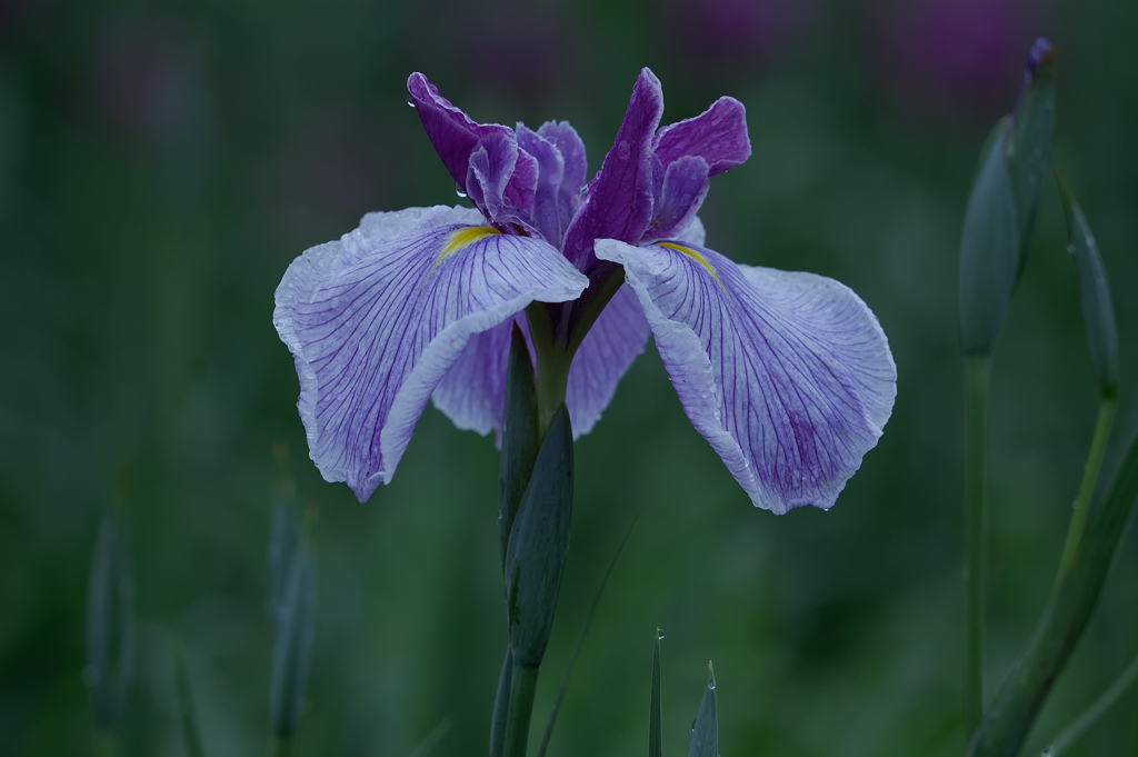 花菖蒲