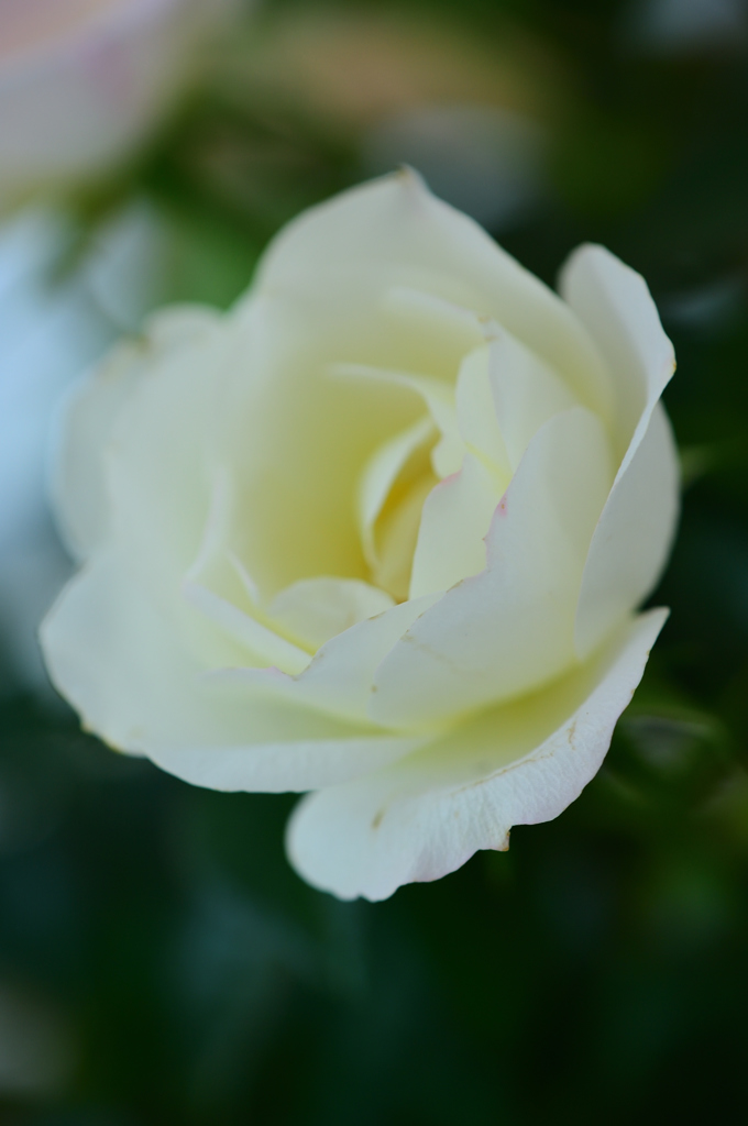 薔薇