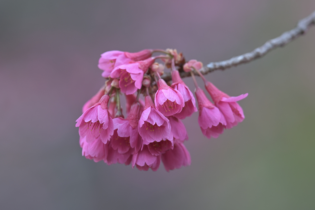 寒緋桜