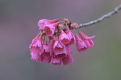 寒緋桜