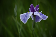 花菖蒲