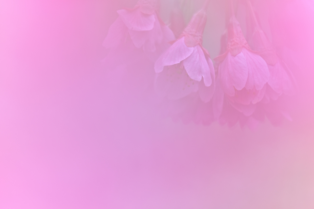 寒緋桜