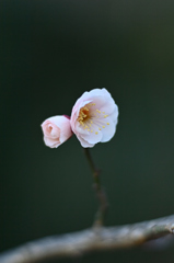 白梅 (平成31年)