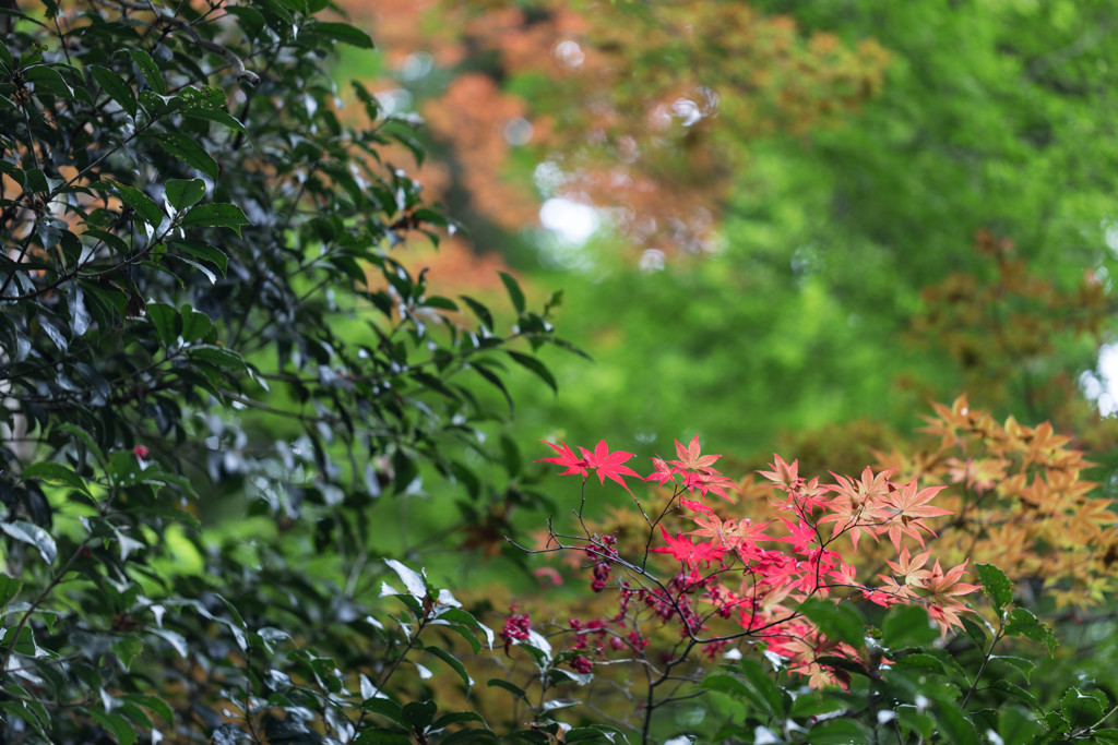 ５月の紅葉