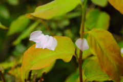 花びらくっつきました。