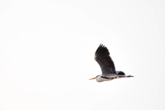 鳥さん