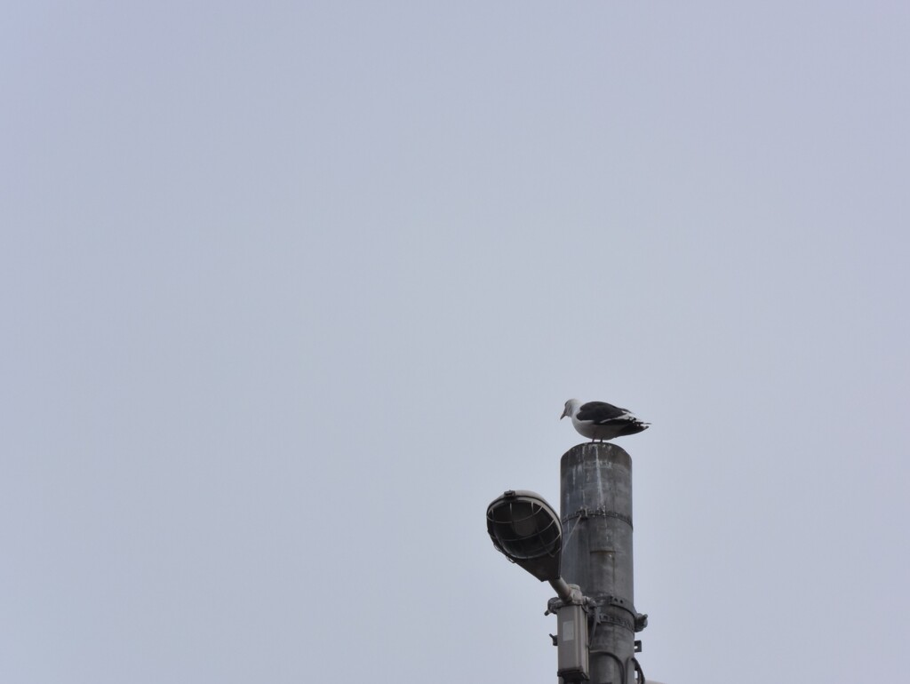 silent…