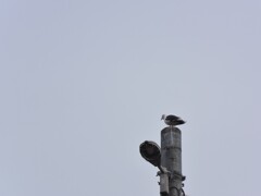 silent…