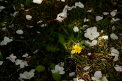 春…capturing spring moment