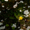 春…capturing spring moment