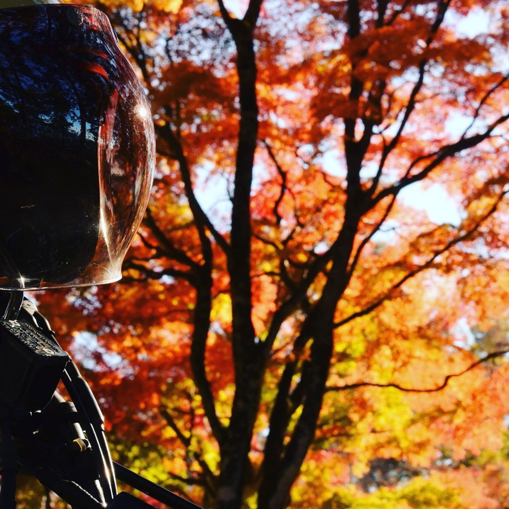 バイクと紅葉