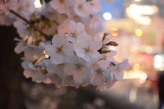 都市に咲く…Blooming in the city...