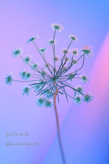 Queen anne's Lace 2