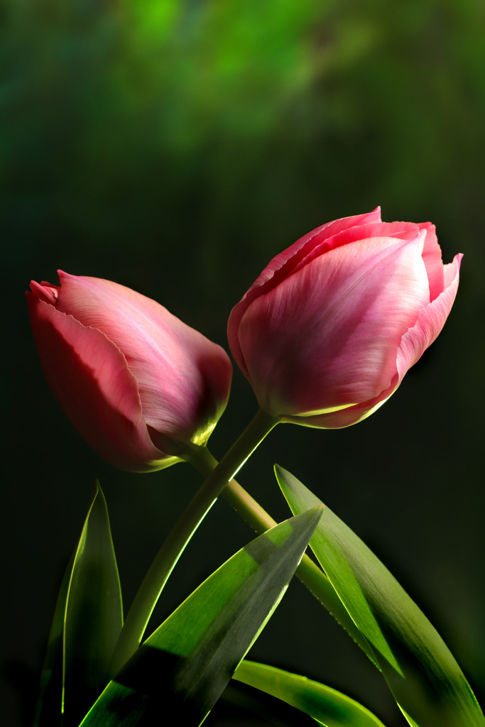 twin tulips