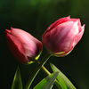 twin tulips