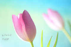 Tulip