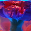 水中花NO4