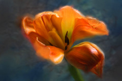 Oreng Tulip