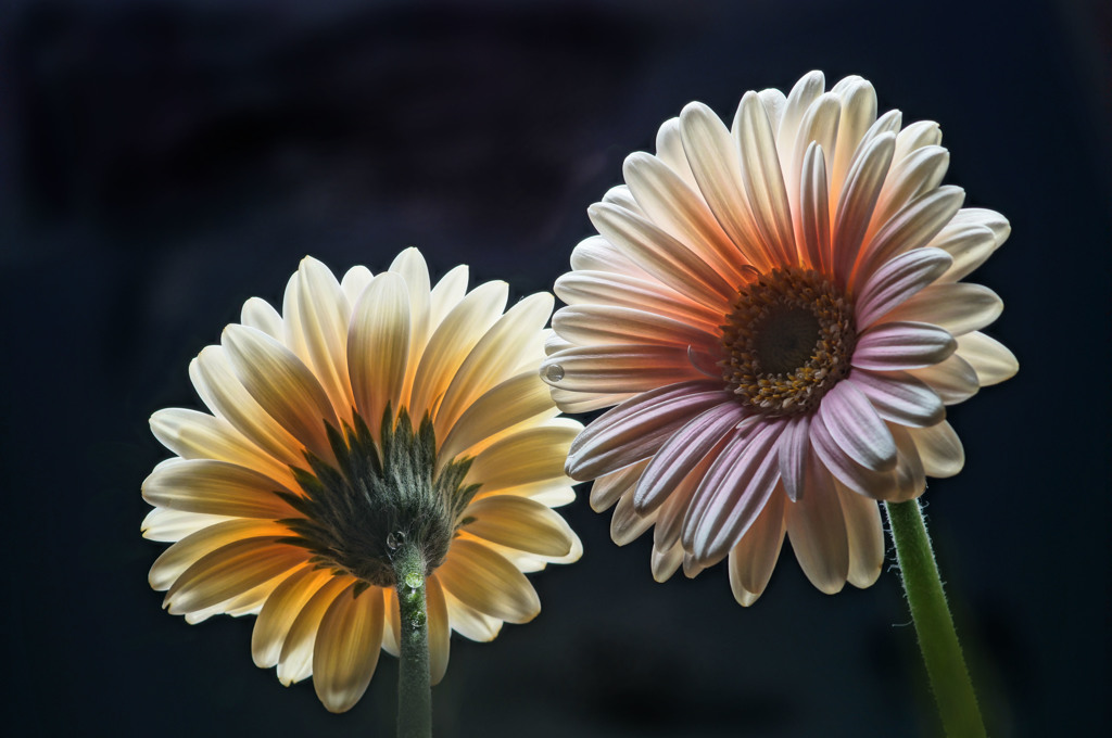 gerbera