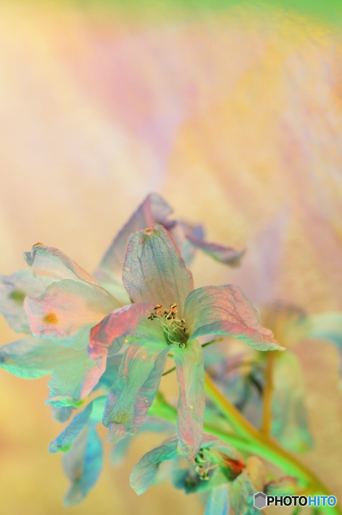 草花NO7