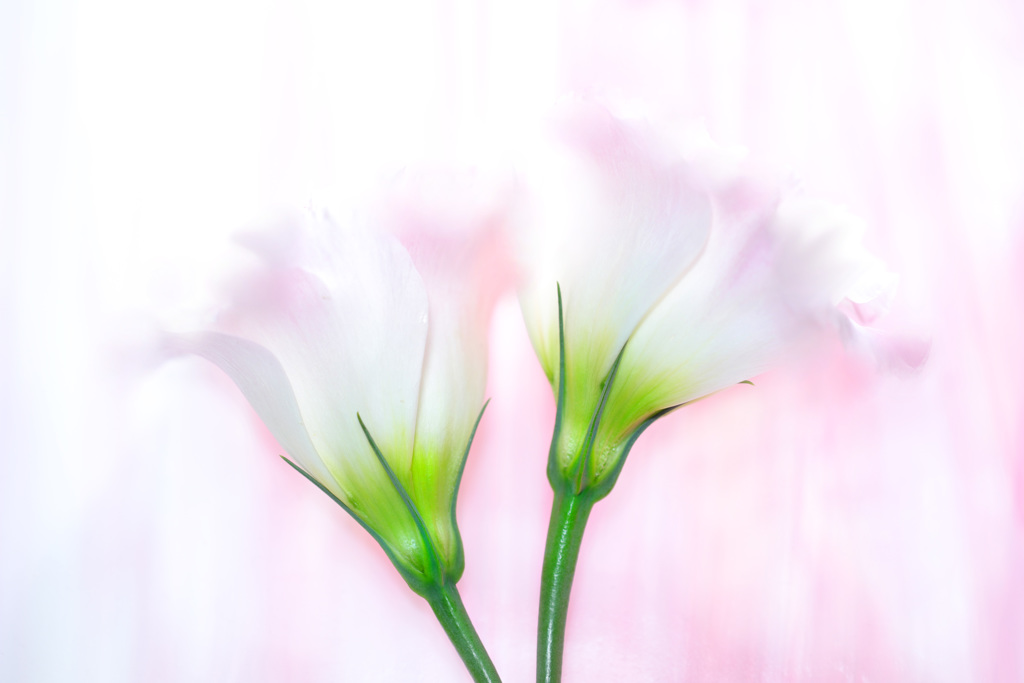 ELEGANT HOPE