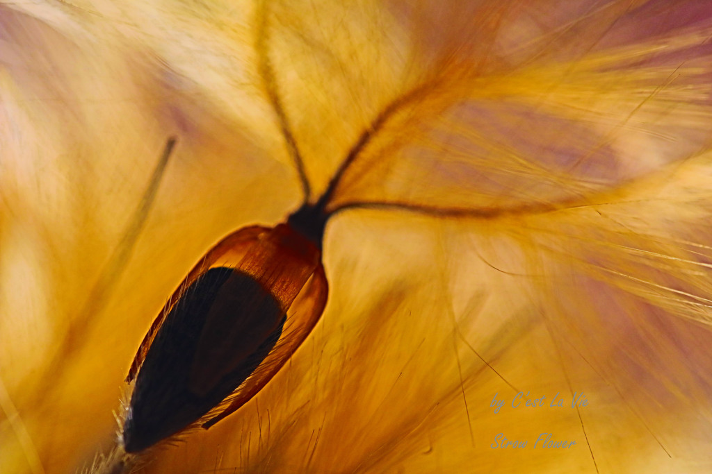 A seed of Strowflower