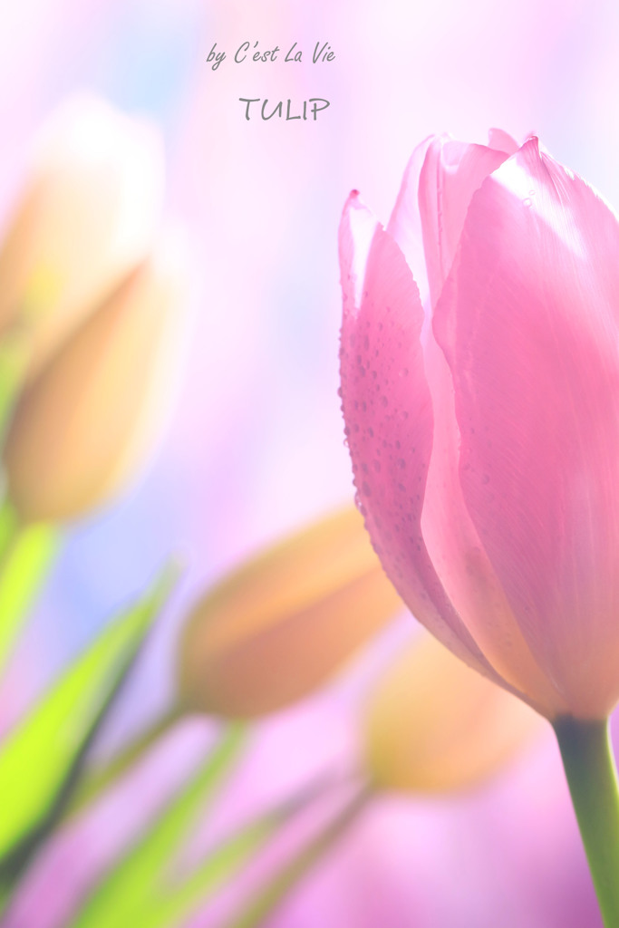 TULIP