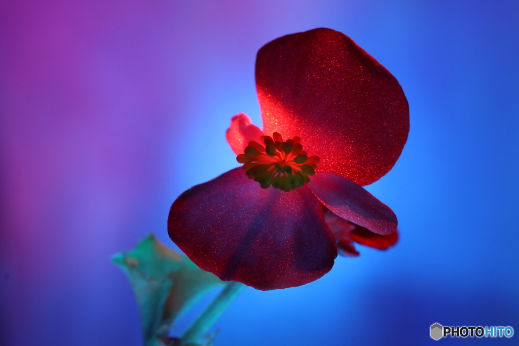 蝶になりたかった花